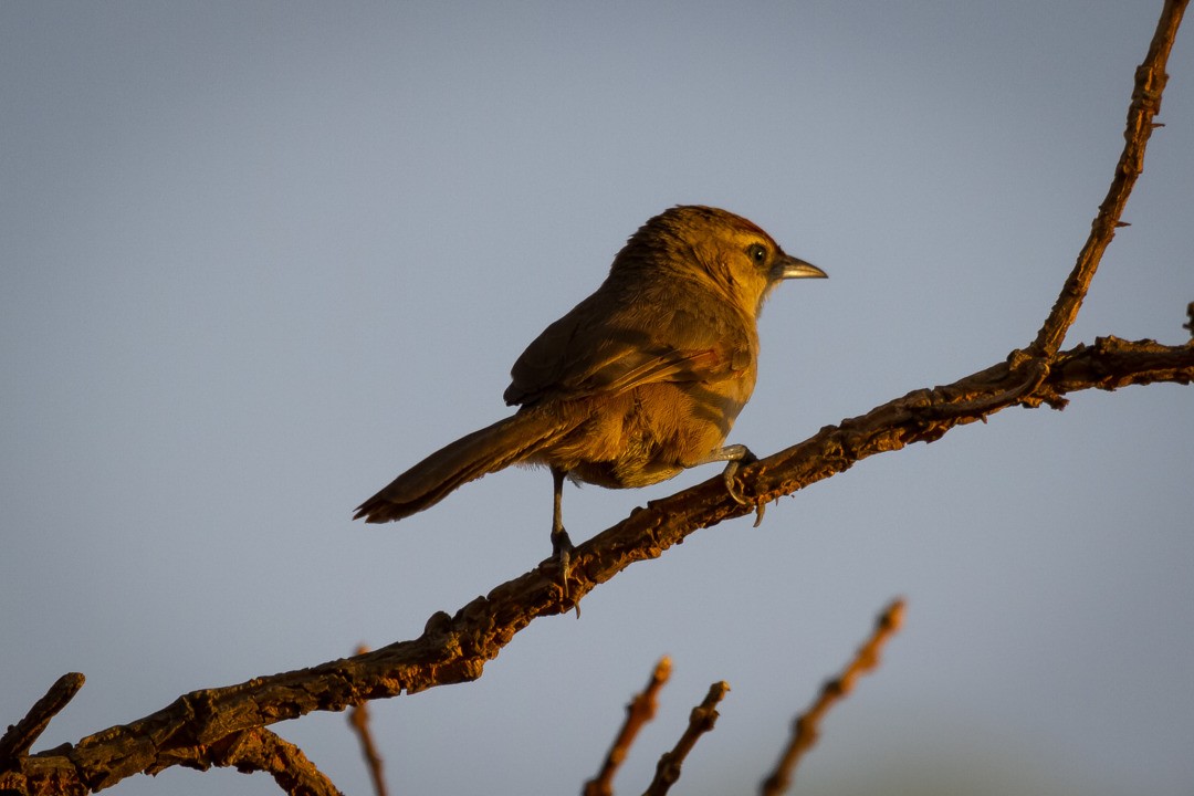 Rufous-fronted Thornbird - LAERTE CARDIM