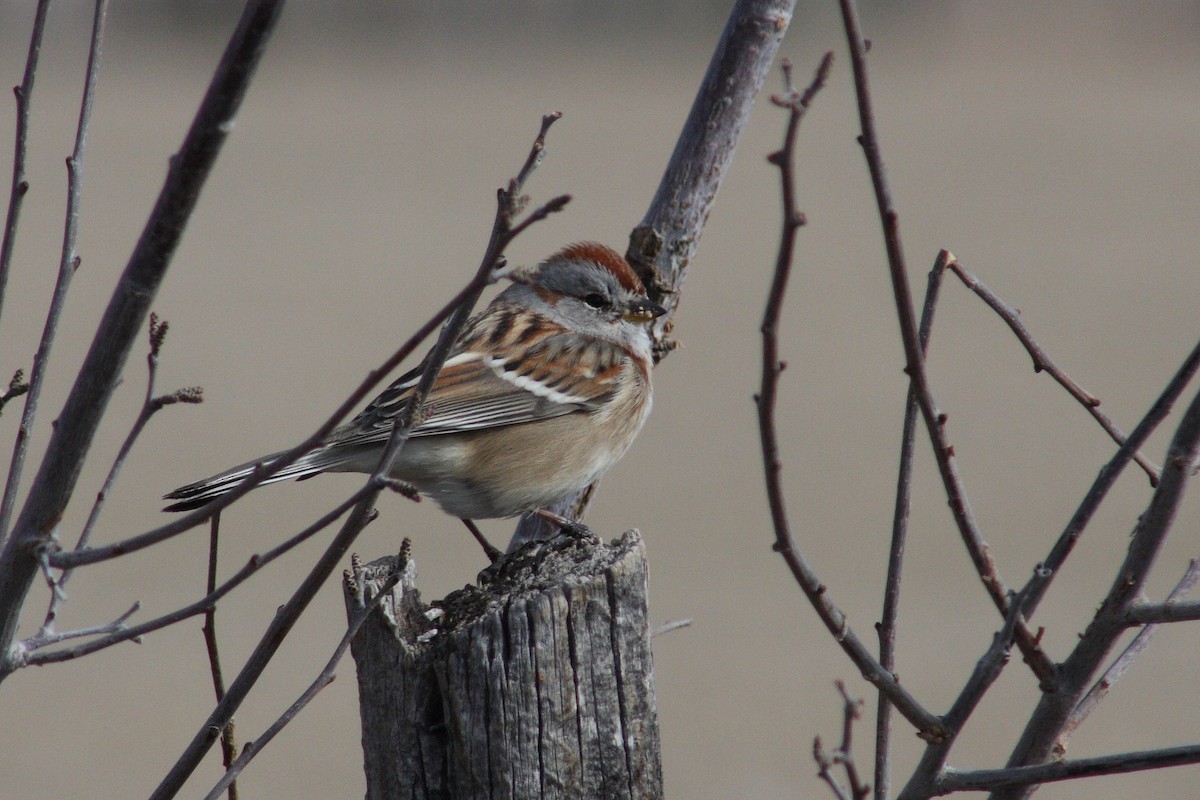 American Tree Sparrow - Tory Mathis