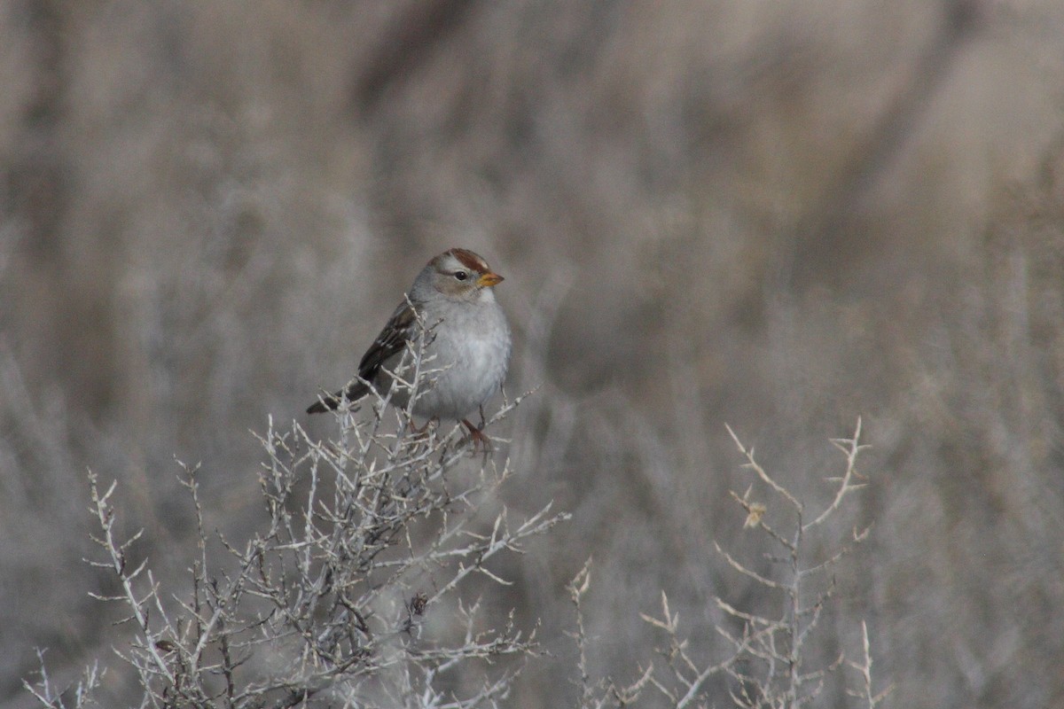 White-crowned Sparrow - ML21547821