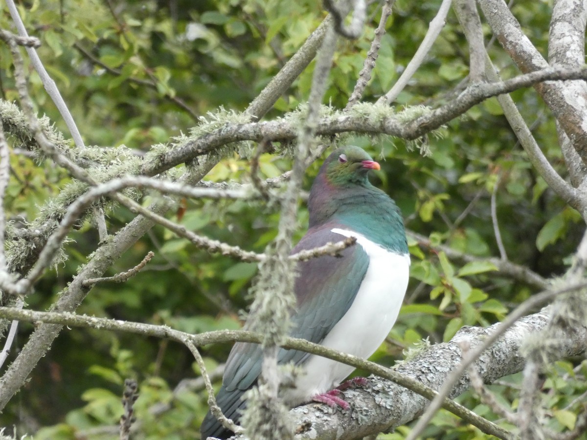 New Zealand Pigeon - Janet Burton