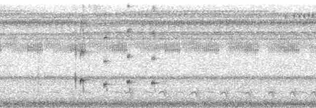 Серогрудый крючкоклюв - ML215480