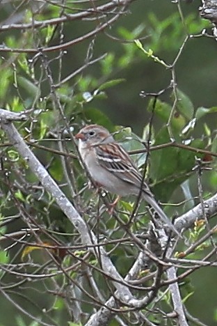 Field Sparrow - ML215481011