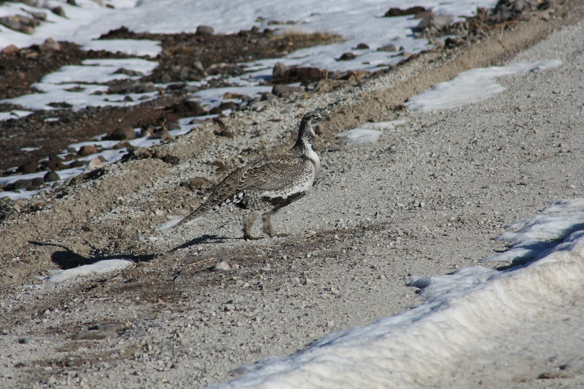 Greater Sage-Grouse - ML21548261