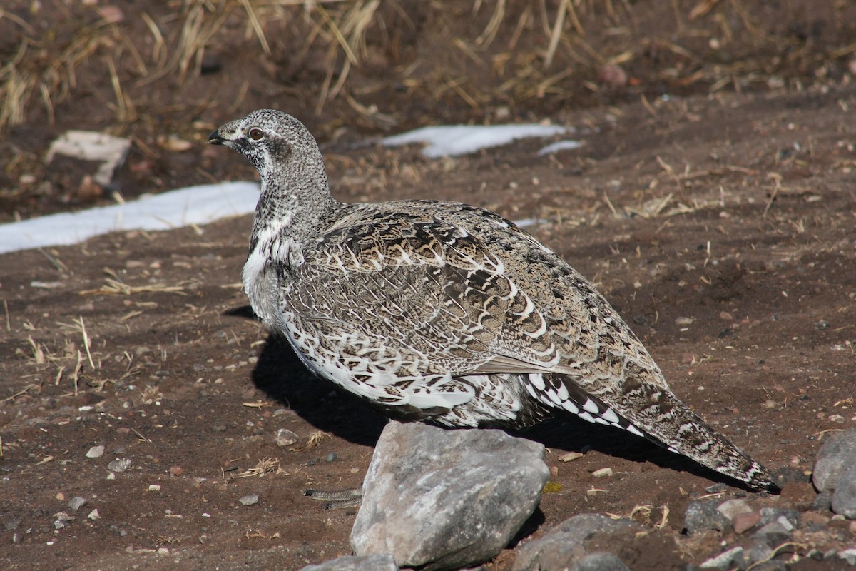 Greater Sage-Grouse - Tory Mathis