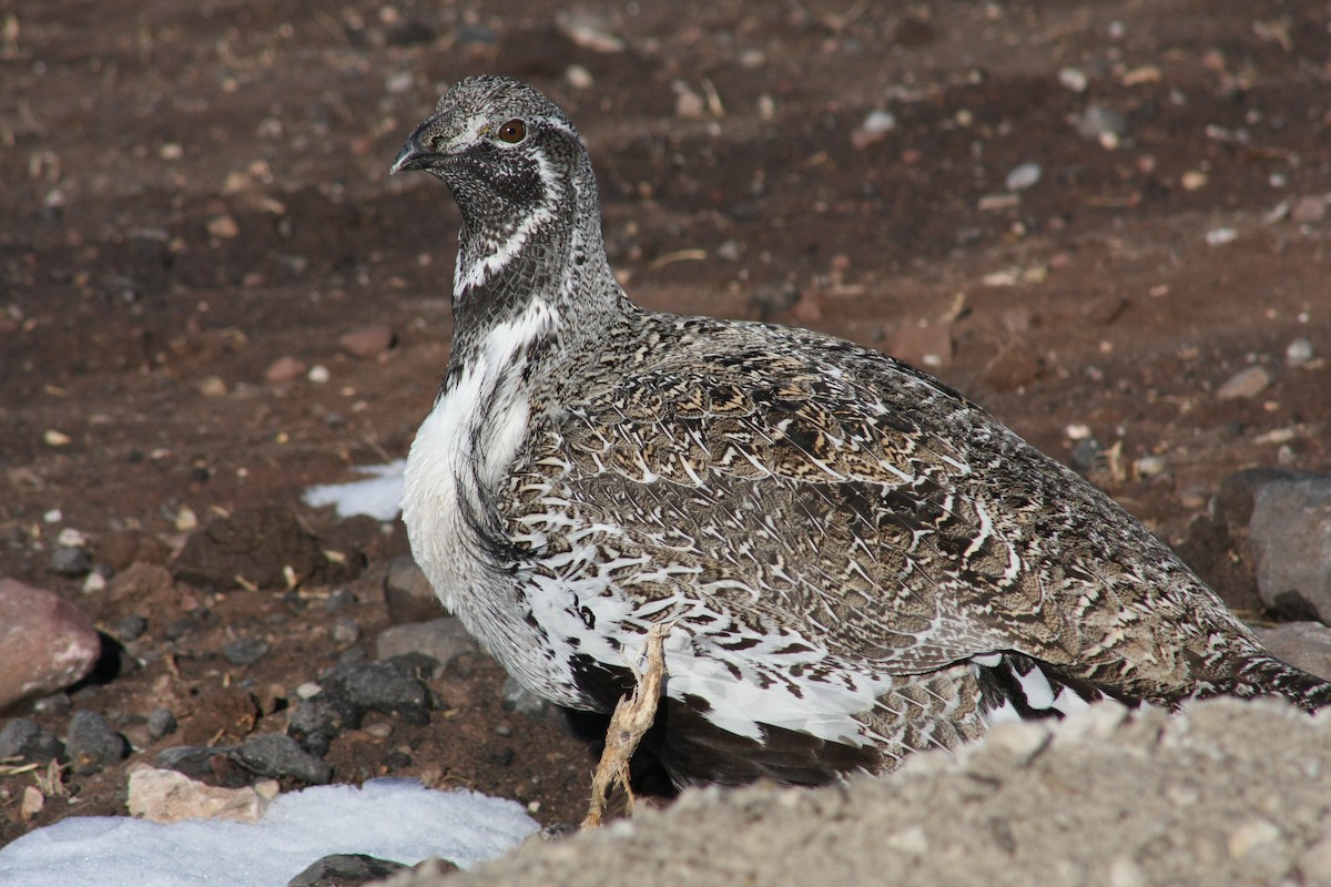 Greater Sage-Grouse - ML21548301