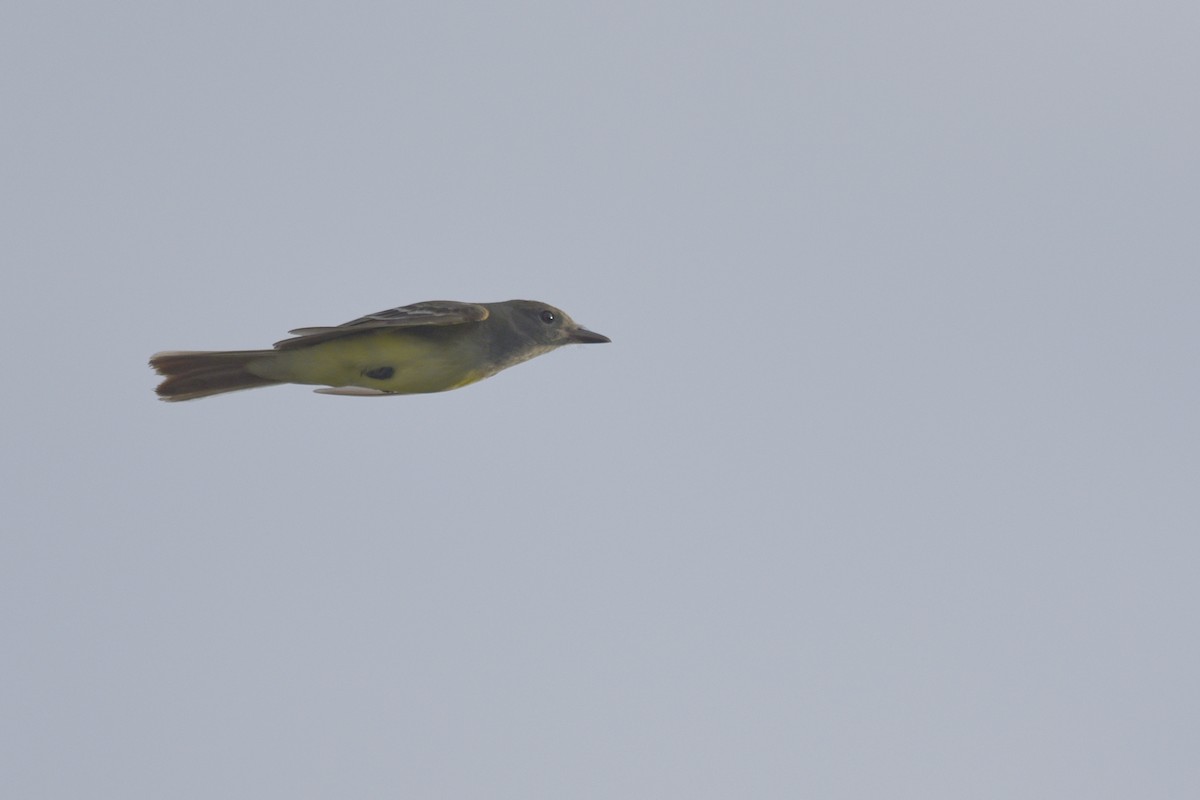 Great Crested Flycatcher - ML215484891