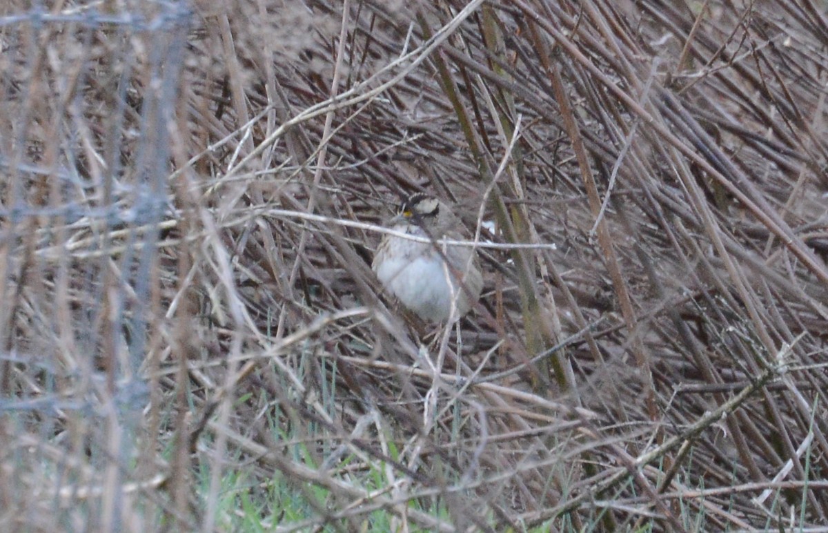 White-throated Sparrow - Bill Telfair