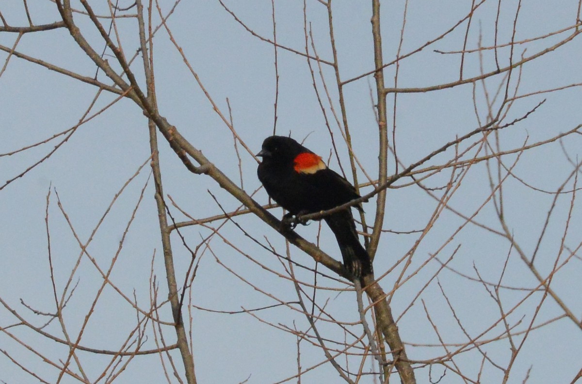 Red-winged Blackbird - ML215486911