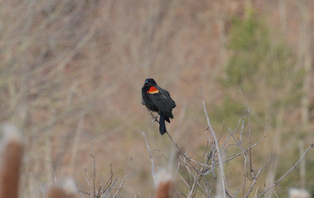Red-winged Blackbird - ML215486951