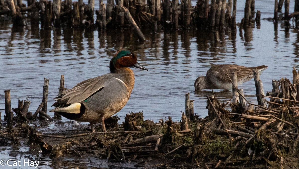 Green-winged Teal - ML215487561