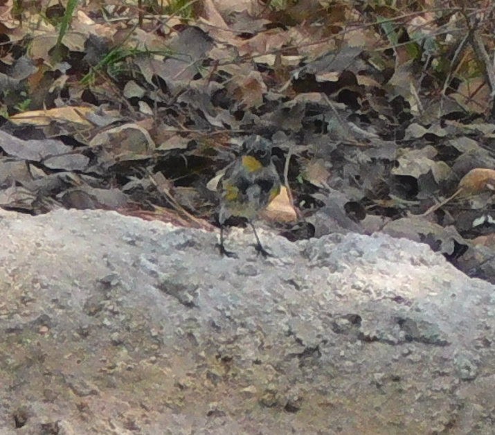 Yellow-rumped Warbler (Audubon's) - ML215489131