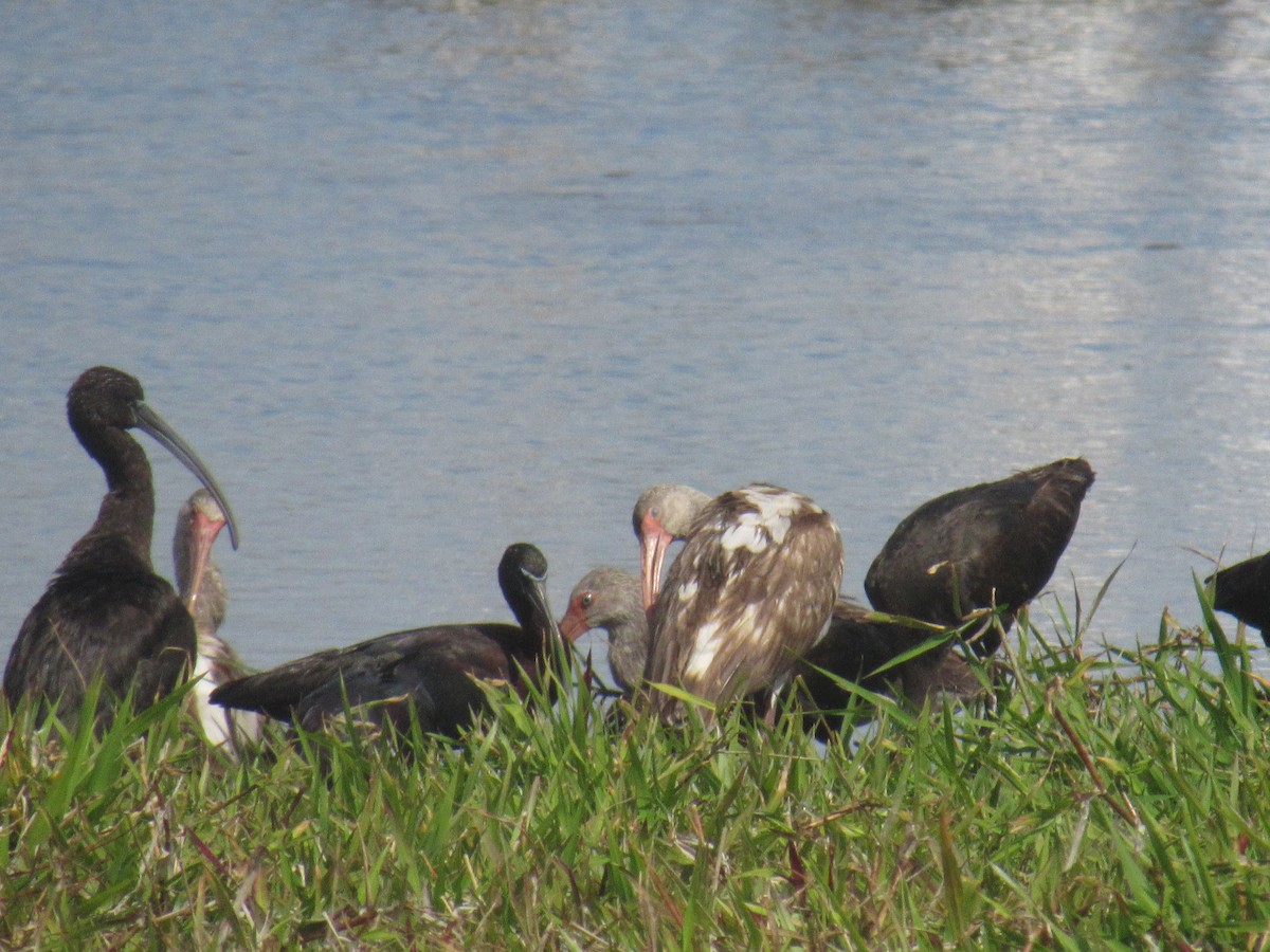 ibis hnědý - ML215489871