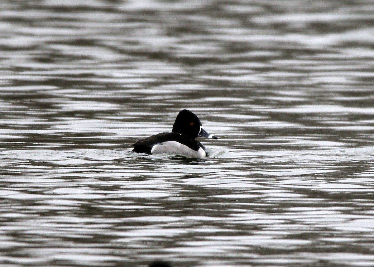 Ring-necked Duck - Bruce Arnold