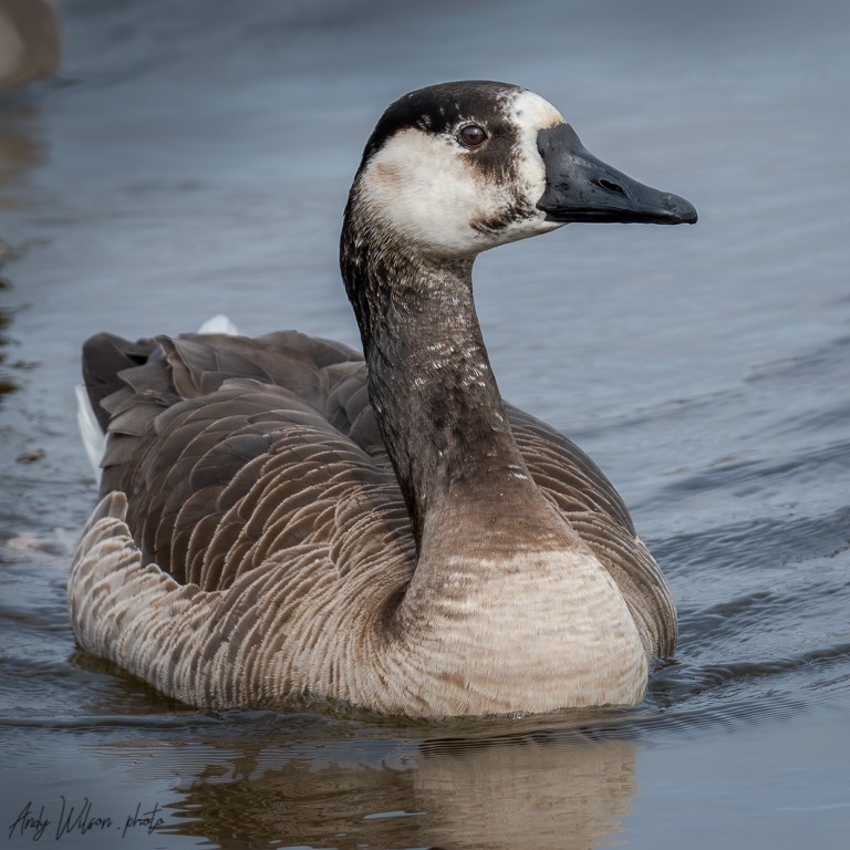 Swan Goose x Canada Goose (hybrid) - ML215493741