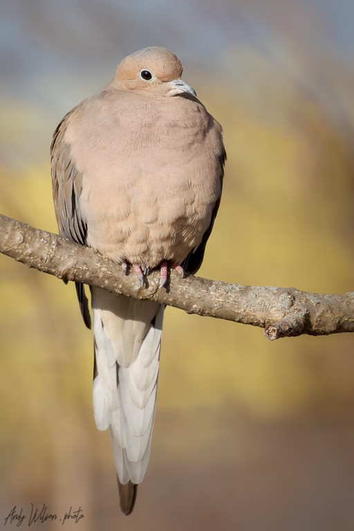 Mourning Dove - Andy Wilson