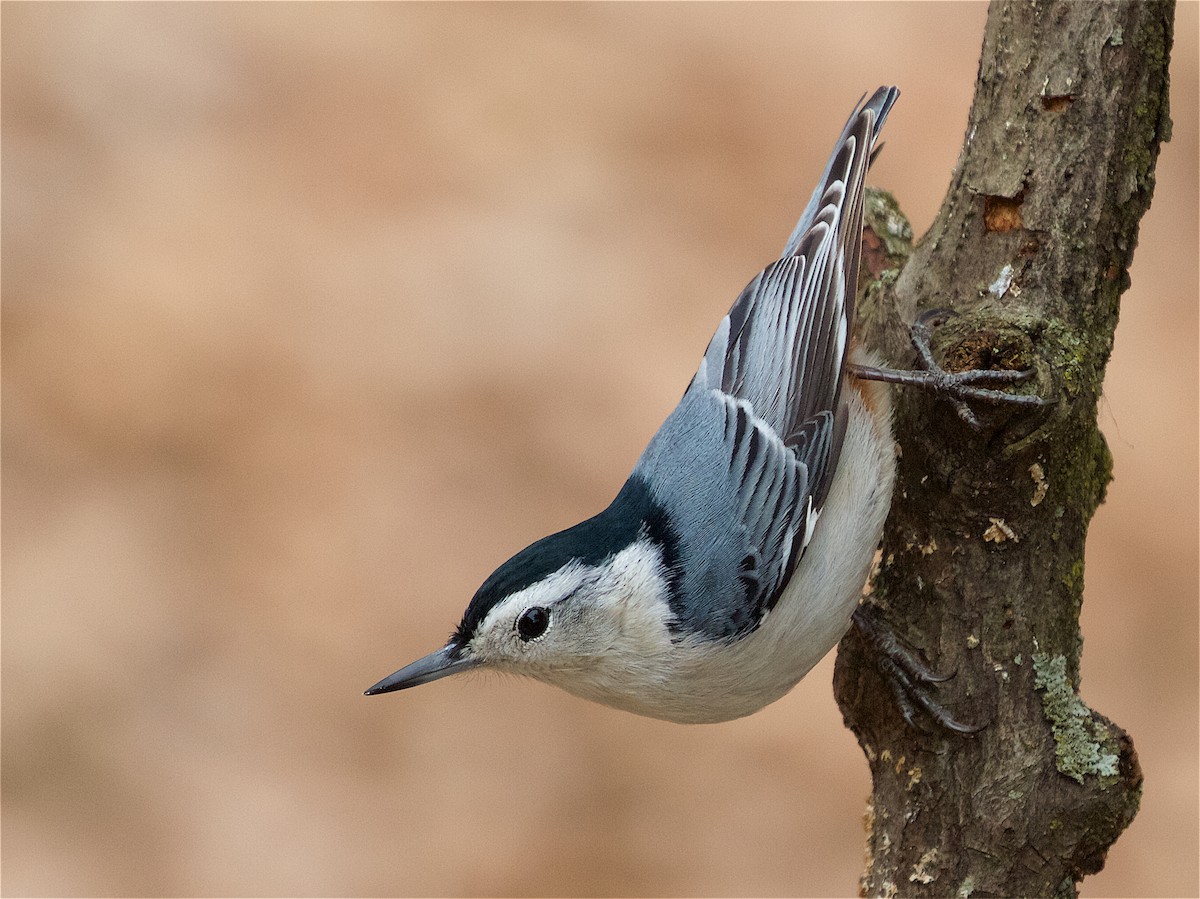 White-breasted Nuthatch - ML215499451