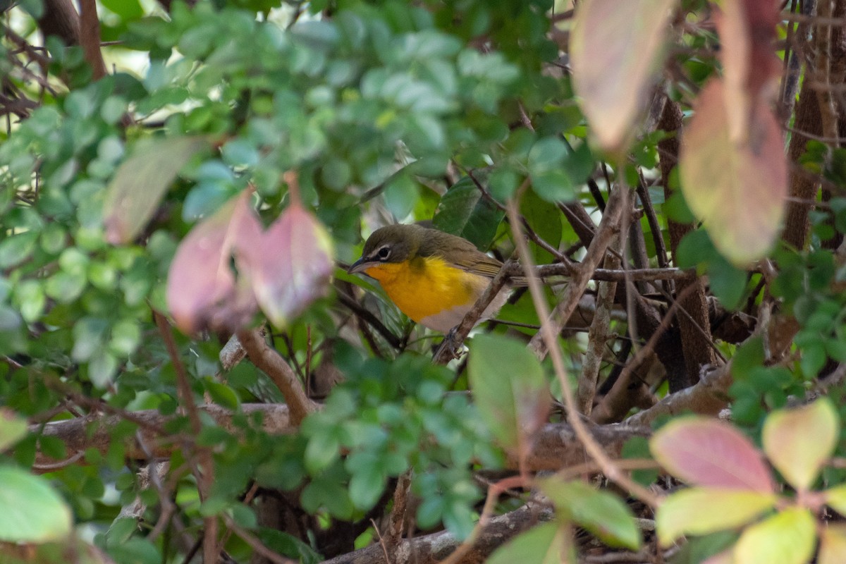 Yellow-breasted Chat - ML215499561