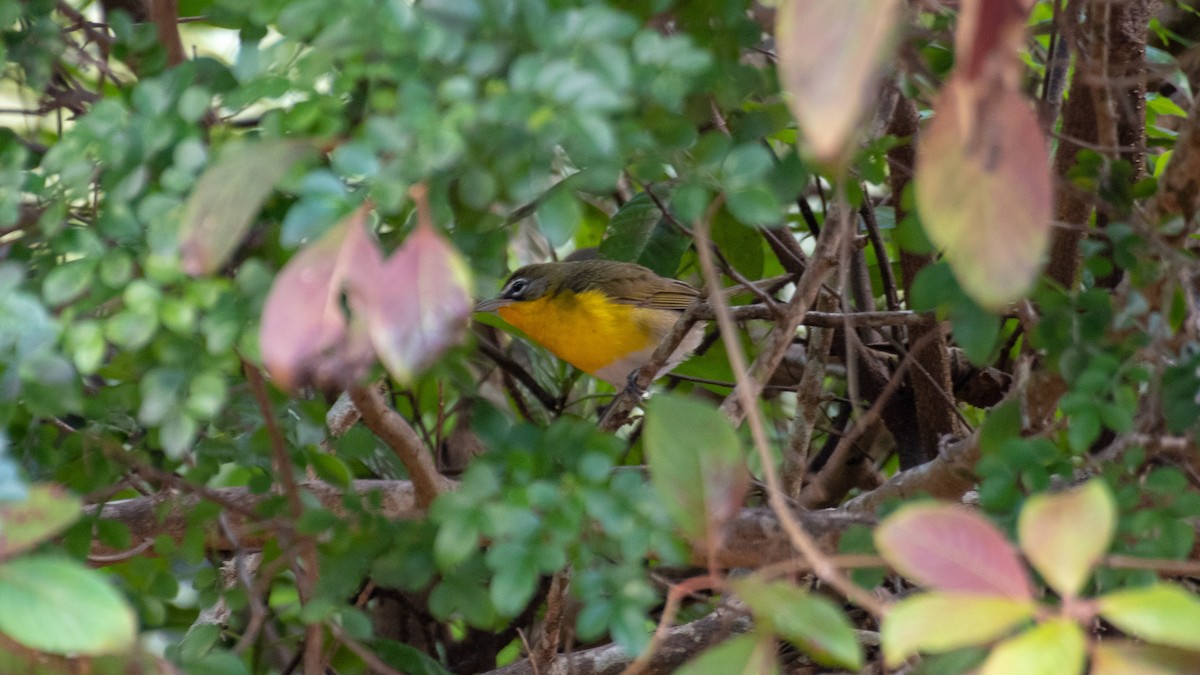 Yellow-breasted Chat - ML215499571
