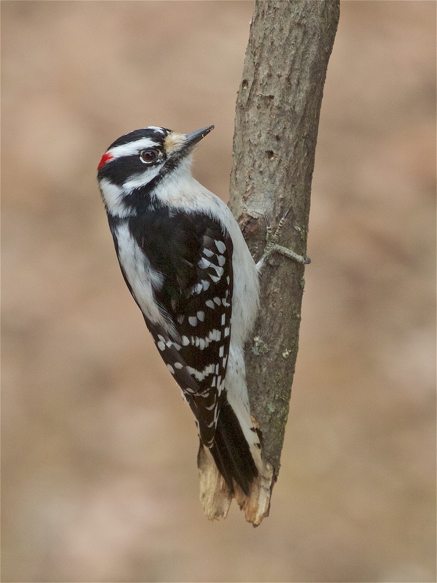 Downy Woodpecker - ML215499751