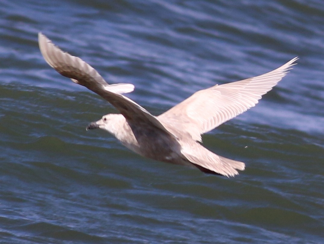 Glaucous-winged Gull - Mike Wanger