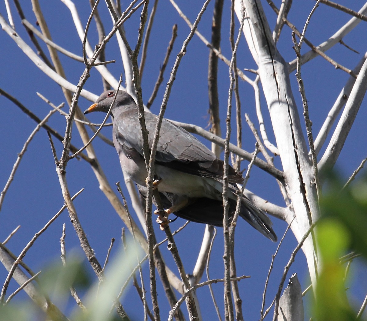 Band-tailed Pigeon - Craig Thayer