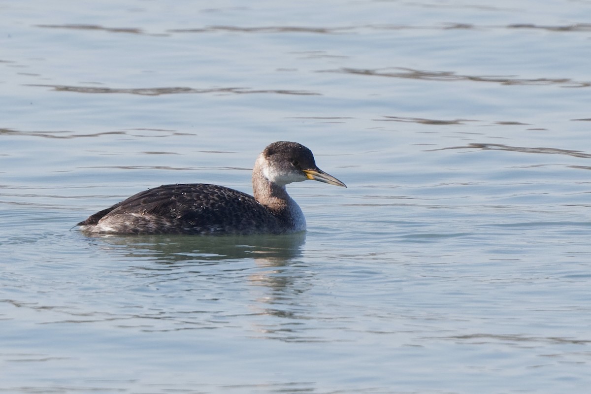 Red-necked Grebe - ML215511811