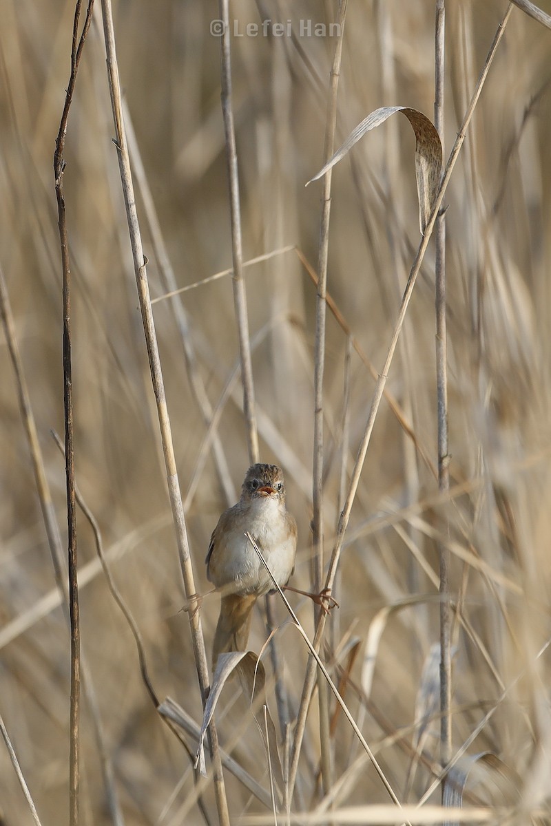 Marsh Grassbird - ML215514431