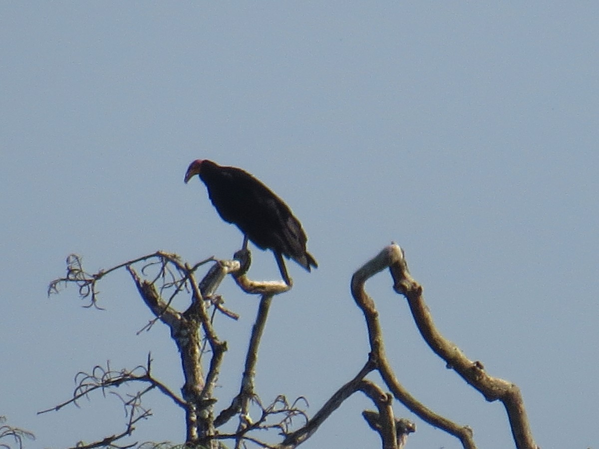 Greater Yellow-headed Vulture - ML21551461