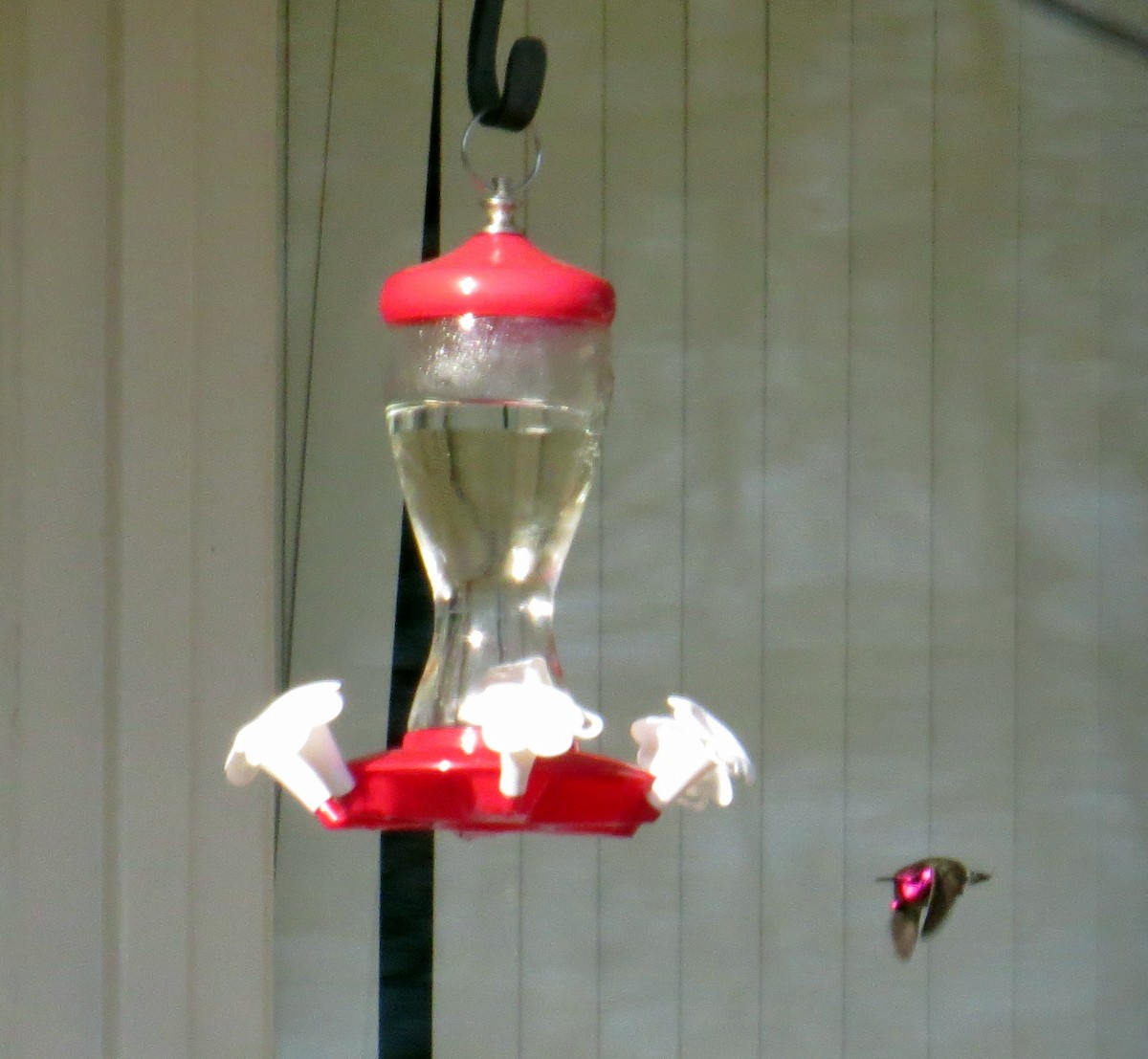 Anna's Hummingbird - ML21551621