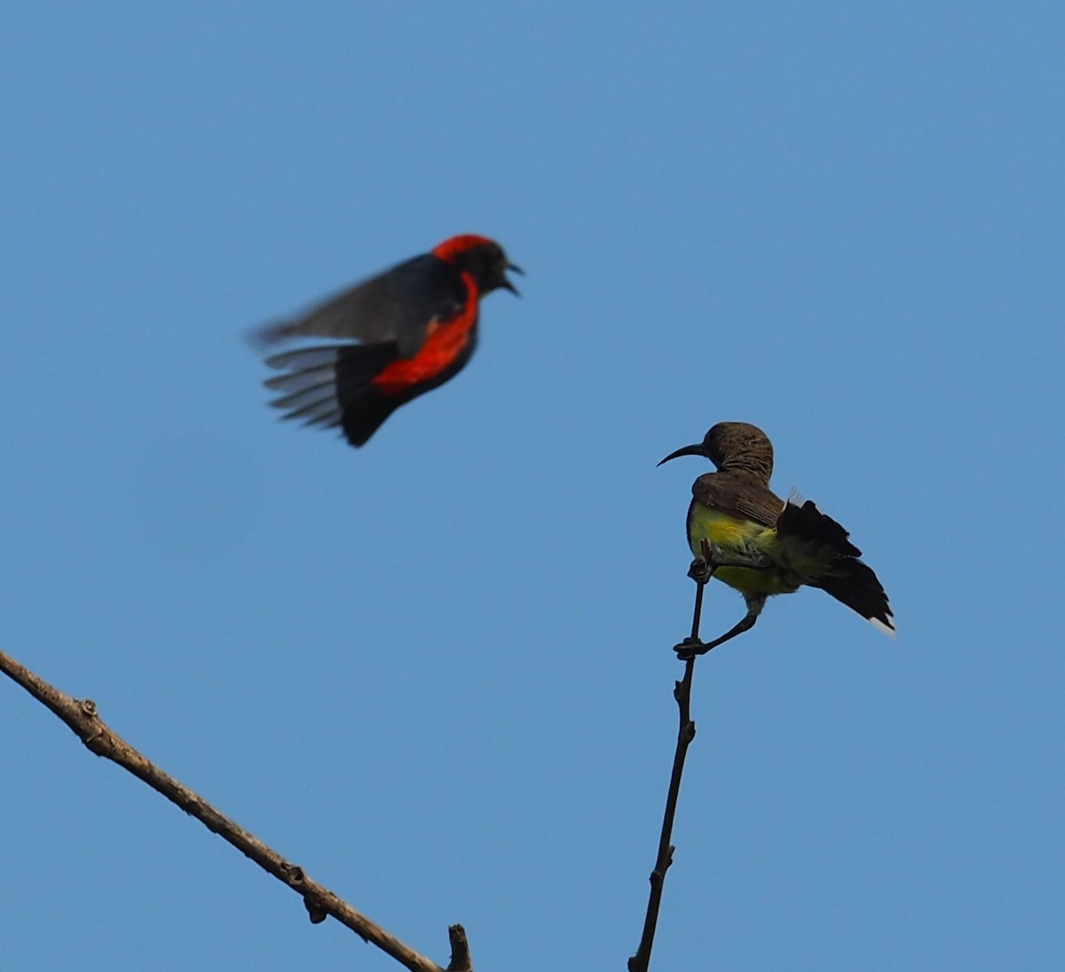 Scarlet-backed Flowerpecker - Mark Stevenson