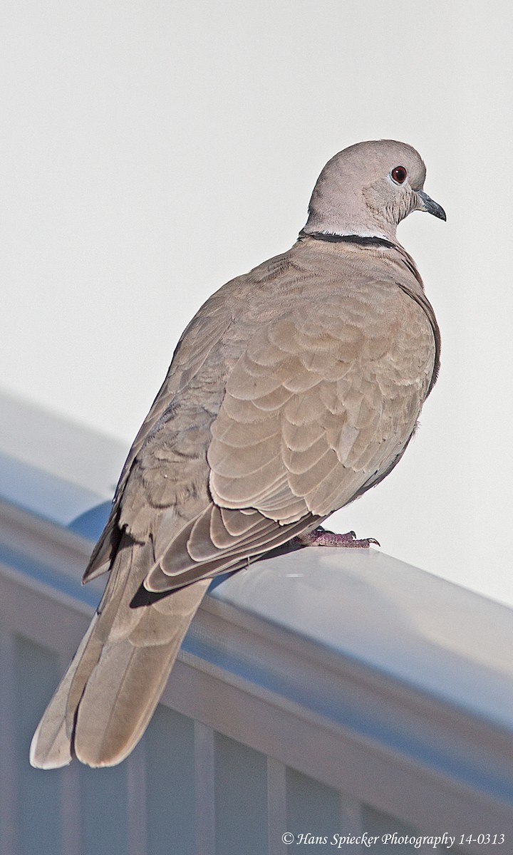 Eurasian Collared-Dove - ML215520811
