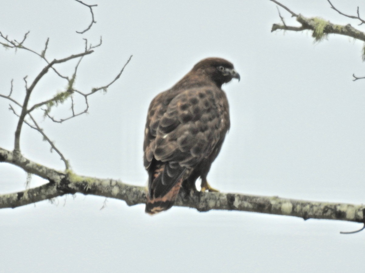 Red-tailed Hawk - Malia DeFelice