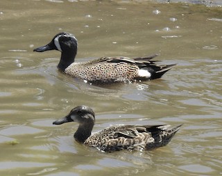 Blue-winged Teal, ML215523491