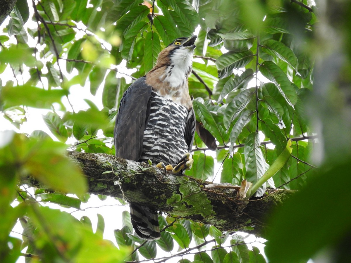 Ornate Hawk-Eagle - Carlos Ulate