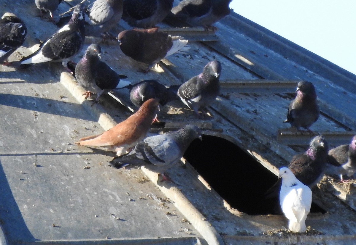 Rock Pigeon (Feral Pigeon) - ML215532881