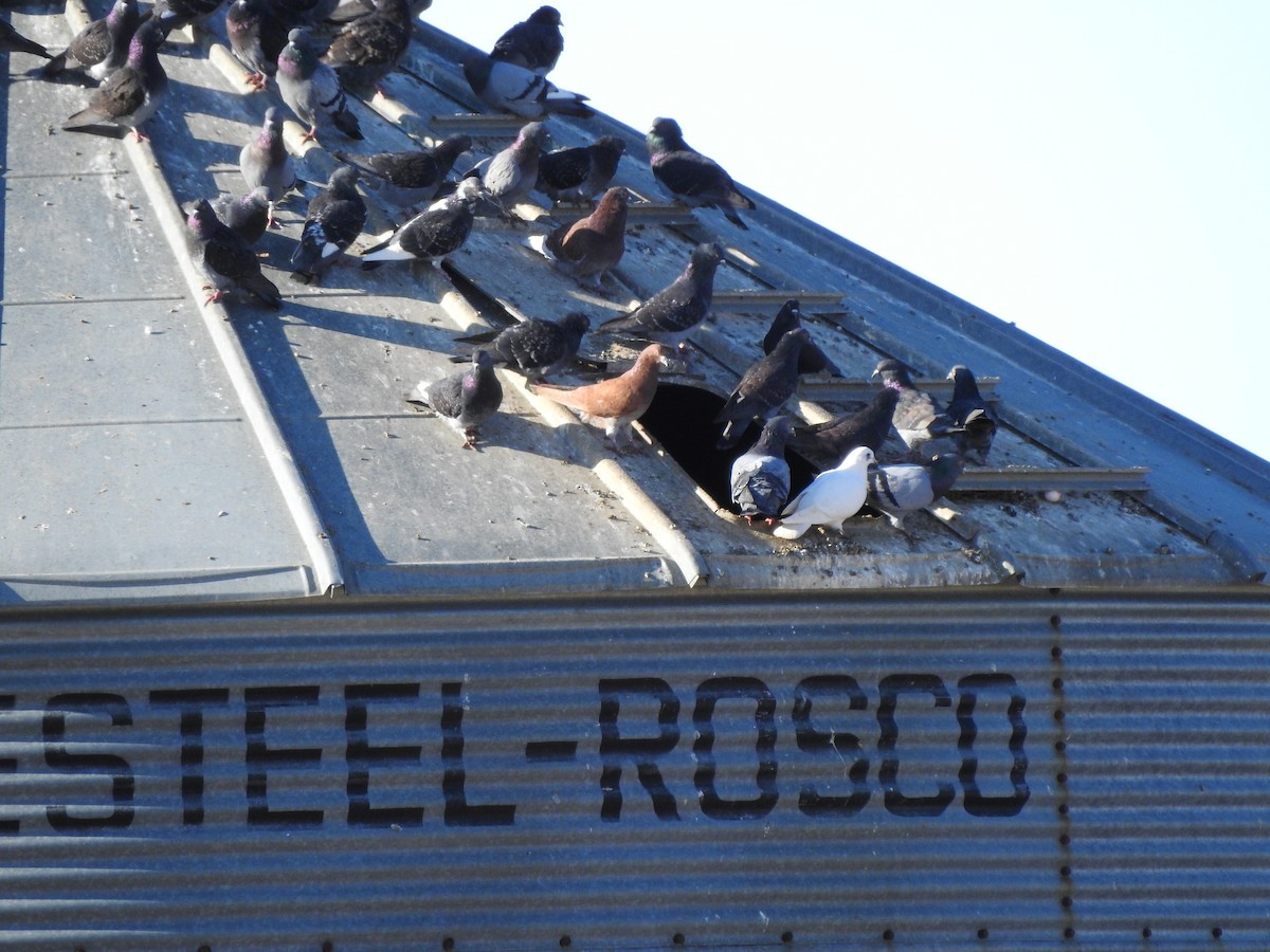 Rock Pigeon (Feral Pigeon) - ML215532921