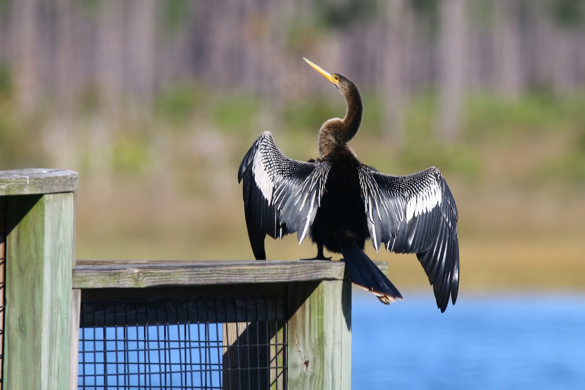 Anhinga - Devin Griffiths