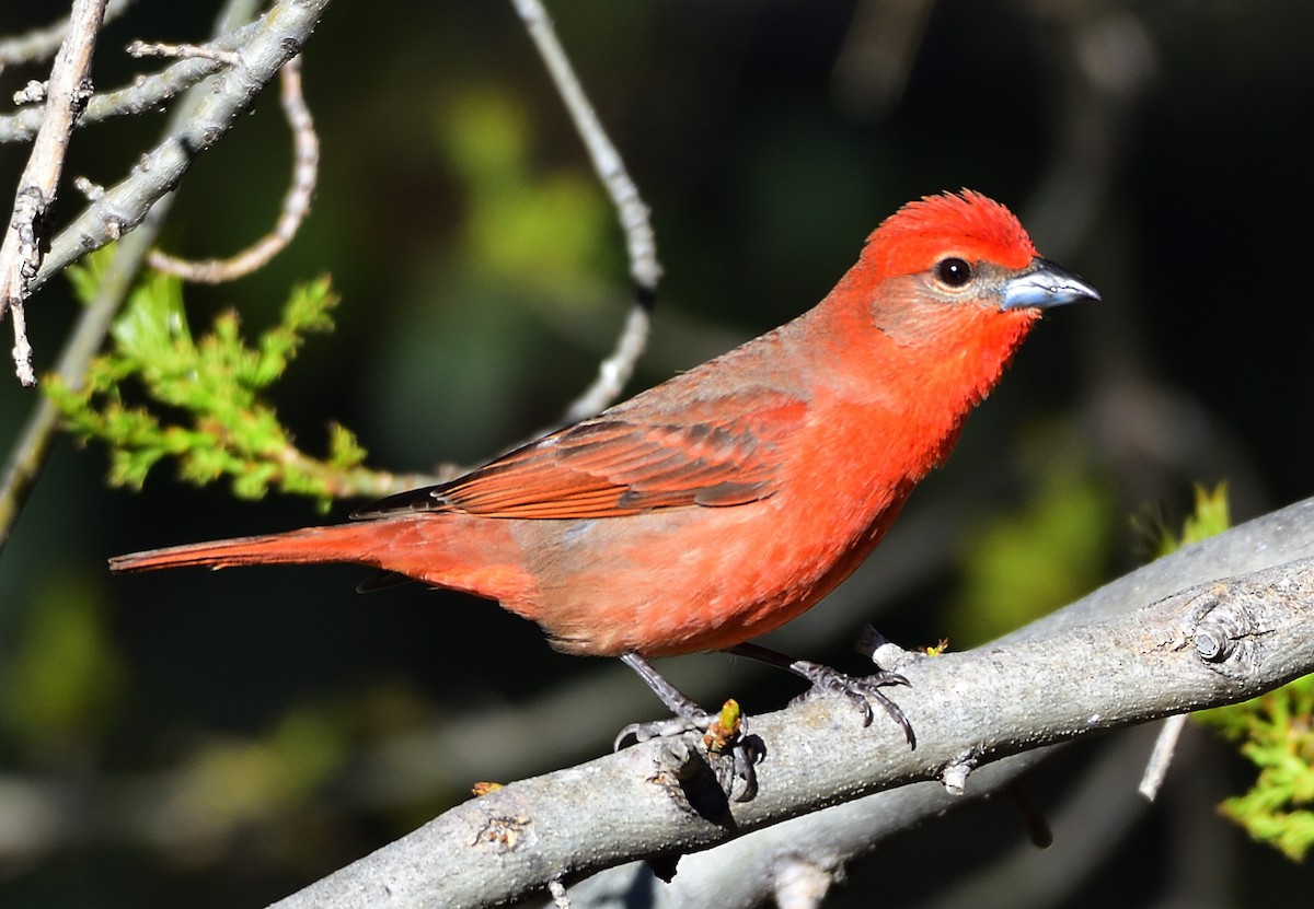 Hepatic Tanager - Ad Konings