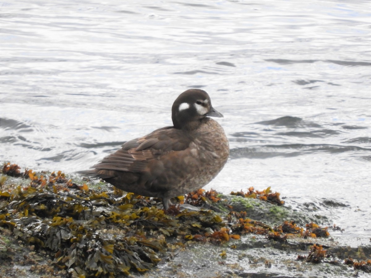 Harlequin Duck - Cliff Cordy