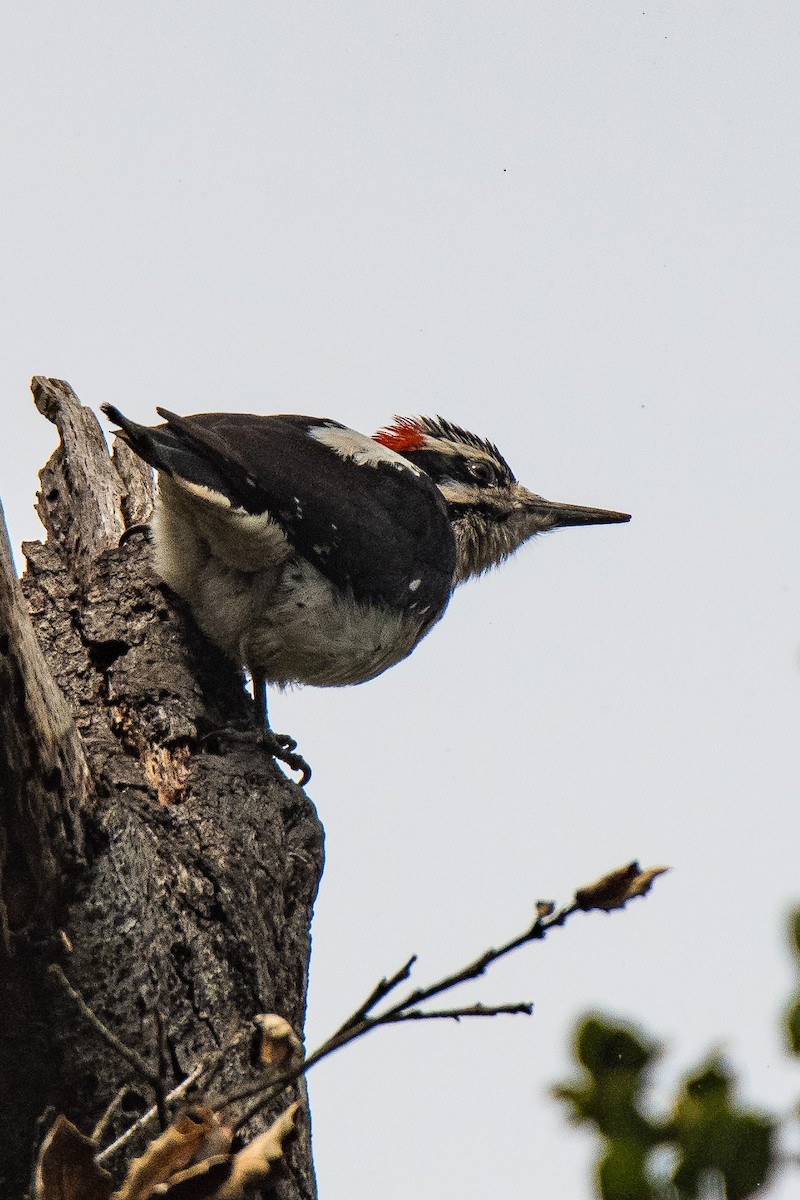 Hairy Woodpecker - Jim Dehnert