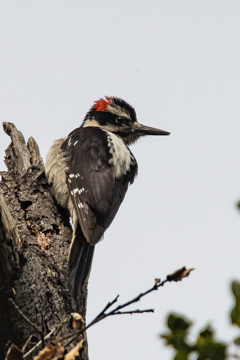 Hairy Woodpecker - ML215543941