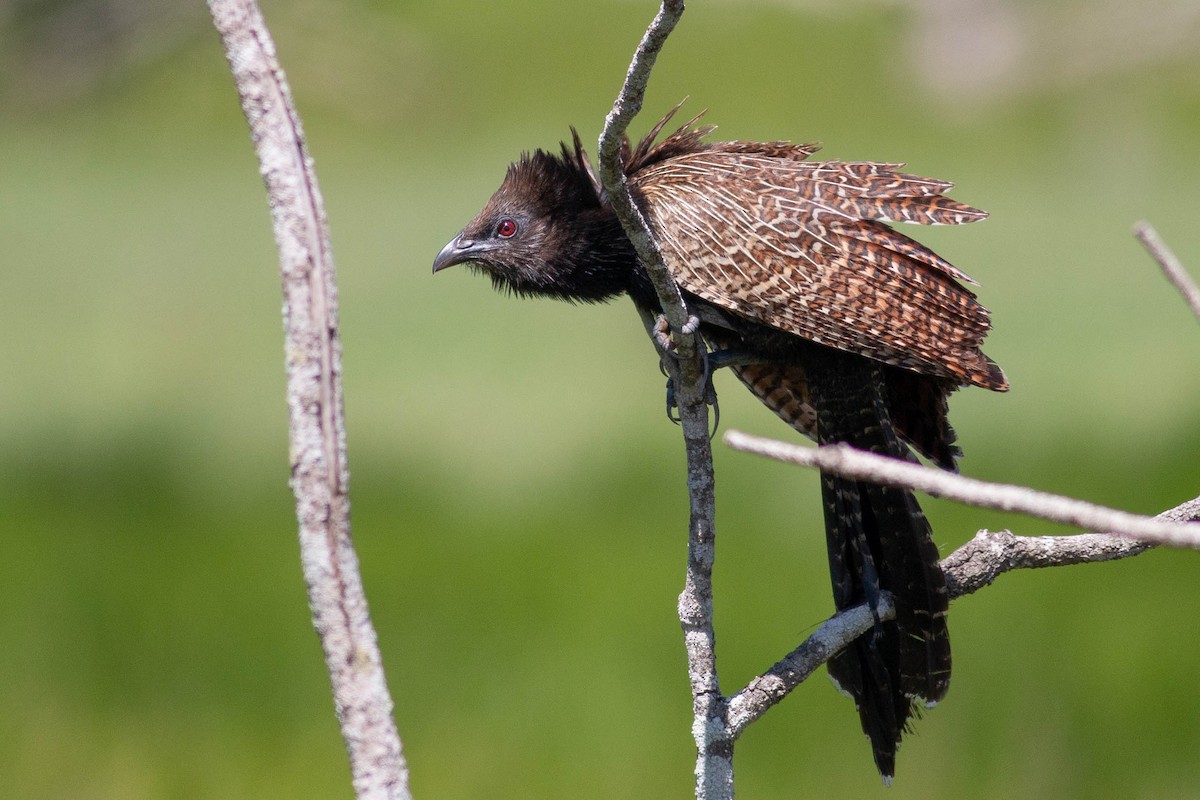 Pheasant Coucal - Hans Wohlmuth