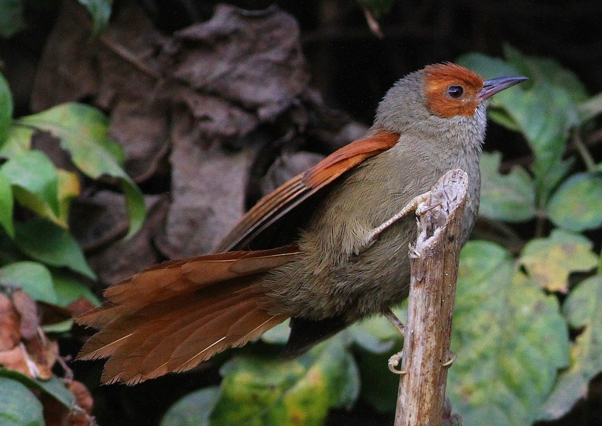 Red-faced Spinetail - Ron Furnish