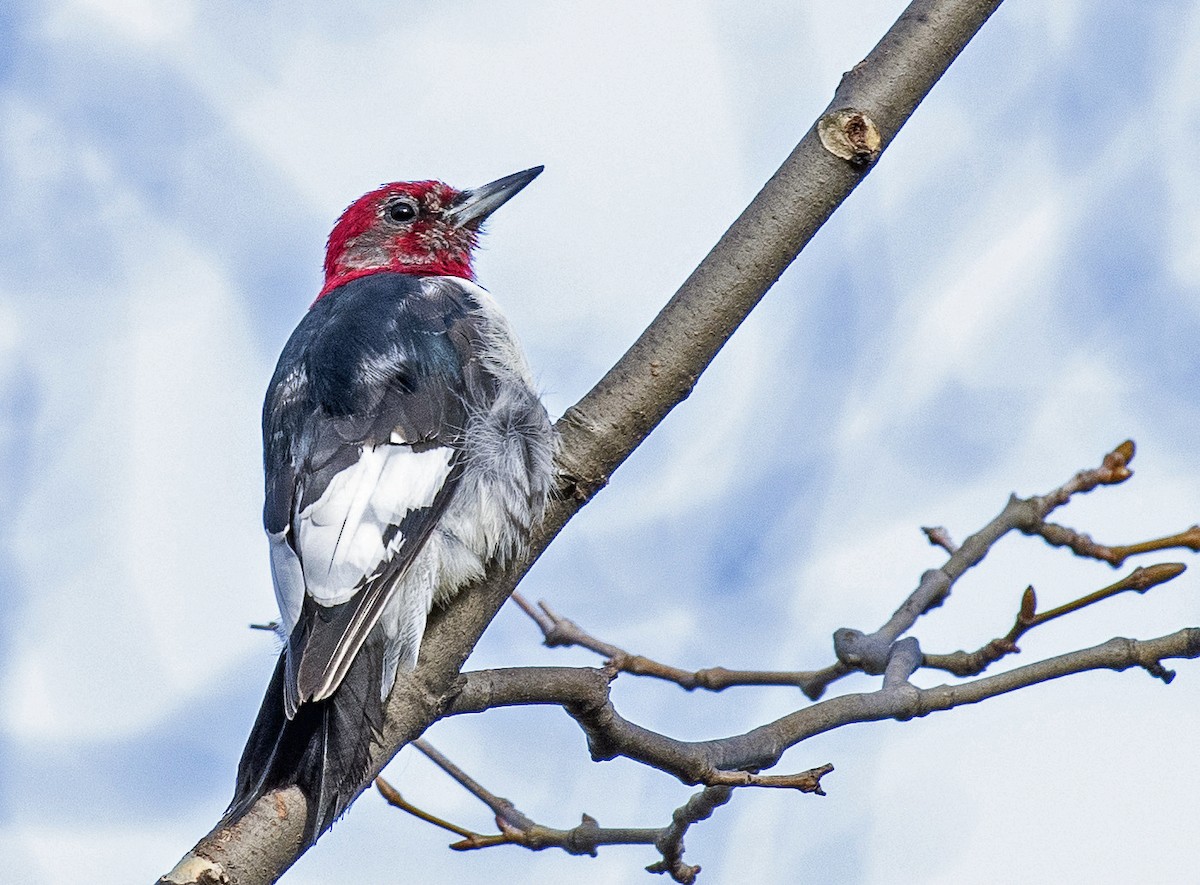 Red-headed Woodpecker - ML215547841