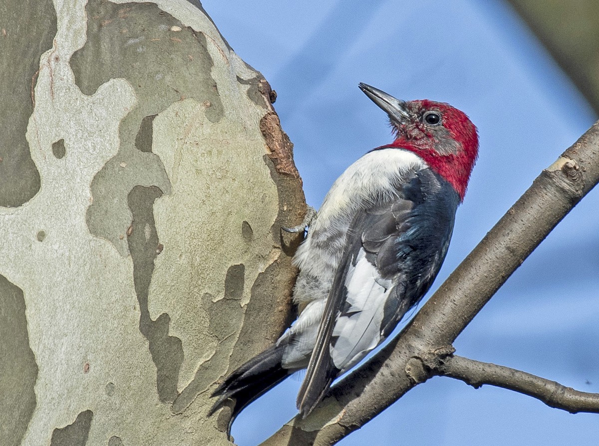 Red-headed Woodpecker - ML215547881