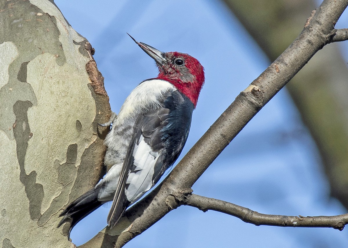 Red-headed Woodpecker - ML215547891
