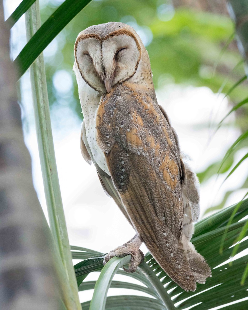 Barn Owl (Eastern) - Dillen  Ng