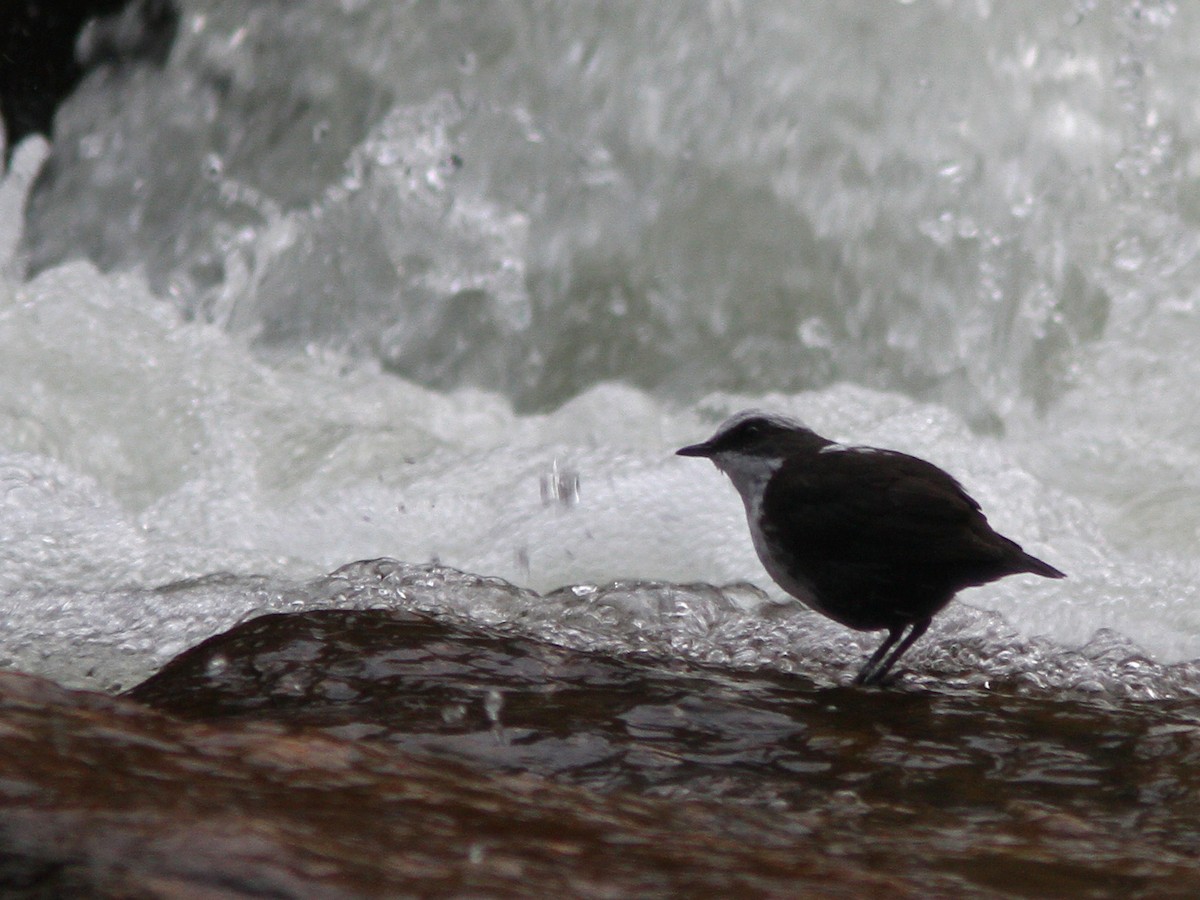 White-capped Dipper - Larry Therrien