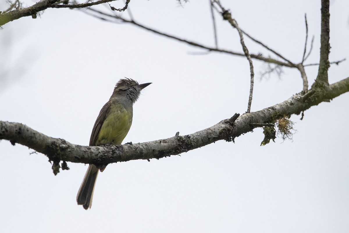 Dusky-capped Flycatcher (lawrenceii Group) - Niall D Perrins