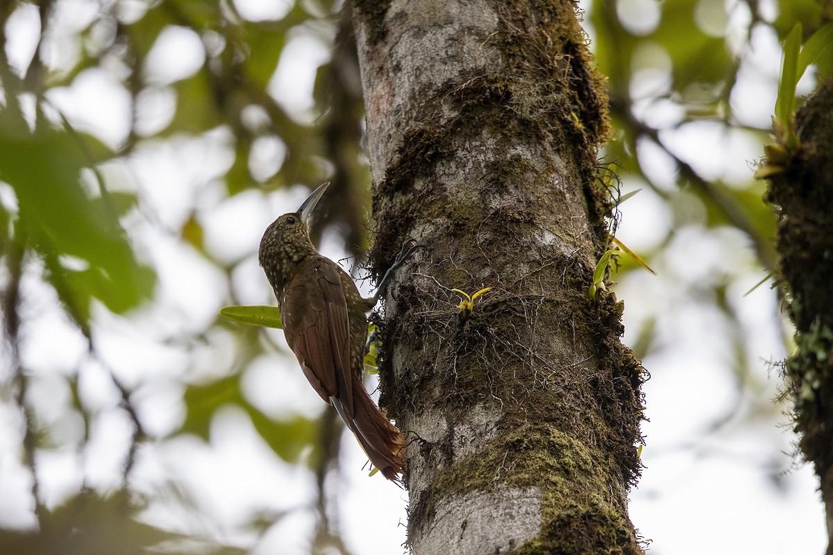 Spotted Woodcreeper - Niall D Perrins